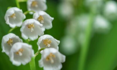 Flor fácil de cuidar que perfuma a casa e deixa tudo mais leve e acolhedor