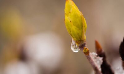 A árvore que se regenera sozinha depois de ser cortada