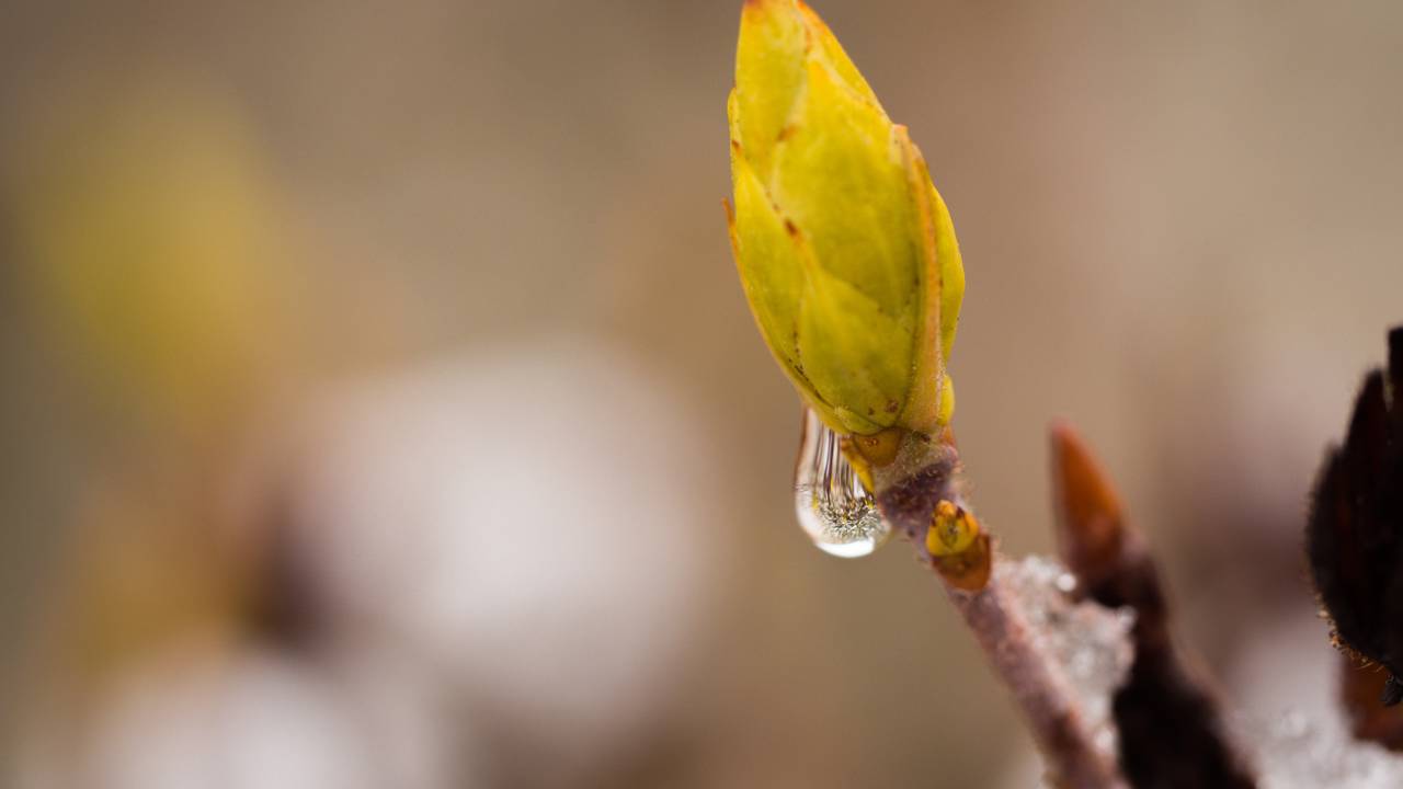 A árvore que se regenera sozinha depois de ser cortada