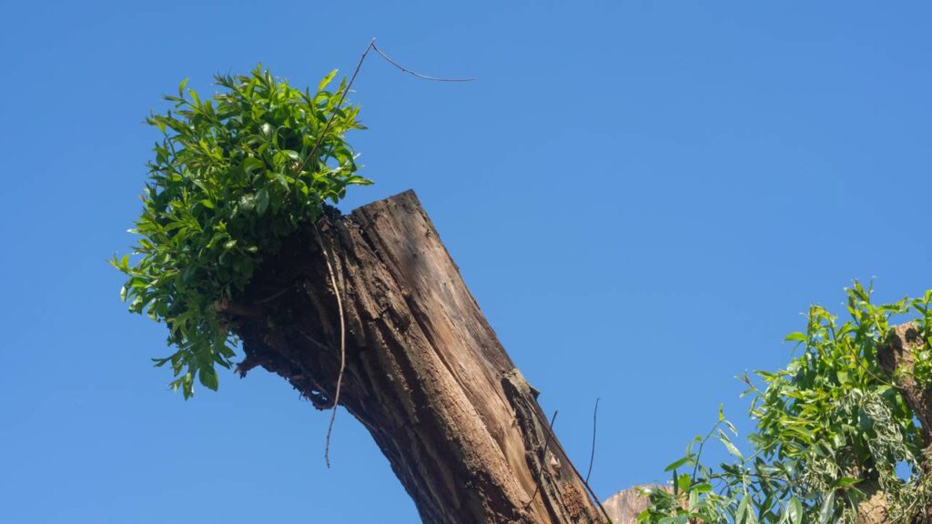 A árvore que se regenera sozinha depois de ser cortada