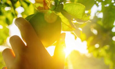 O segredo da frutífera que dá frutos muito mais rápido que o normal