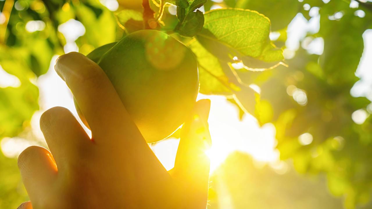 O segredo da frutífera que dá frutos muito mais rápido que o normal