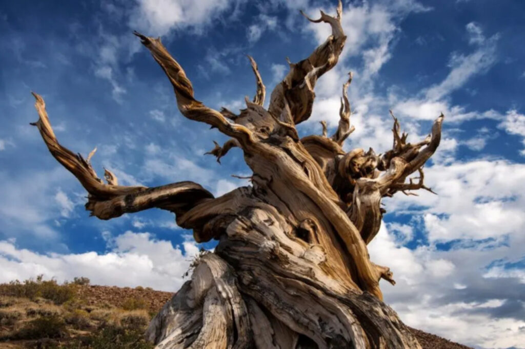 A árvore mais antiga do planeta sobrevive há mais de 4 mil anos