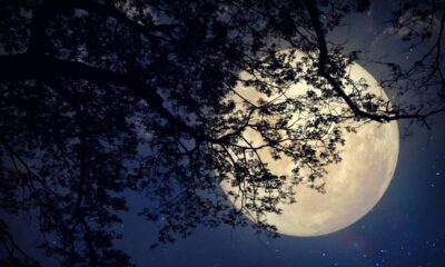 Já reparou que algumas árvores parecem iluminadas pelo luar?