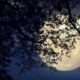 Já reparou que algumas árvores parecem iluminadas pelo luar?