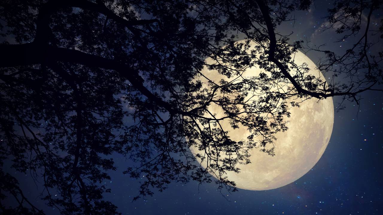 Já reparou que algumas árvores parecem iluminadas pelo luar?