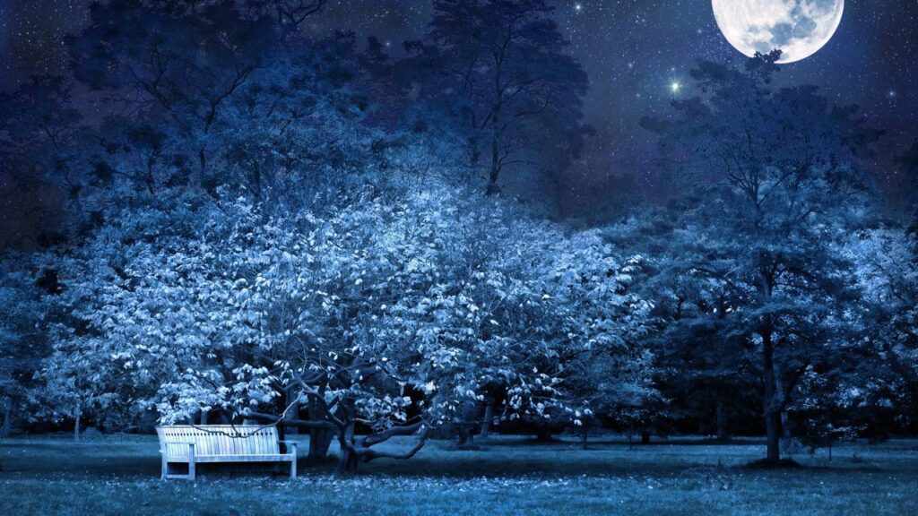 Já reparou que algumas árvores parecem iluminadas pelo luar?