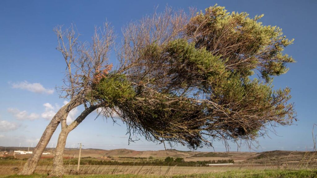 Por que algumas árvores crescem tortas mesmo em terreno plano