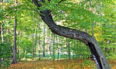 Por que algumas árvores crescem tortas mesmo em terreno plano