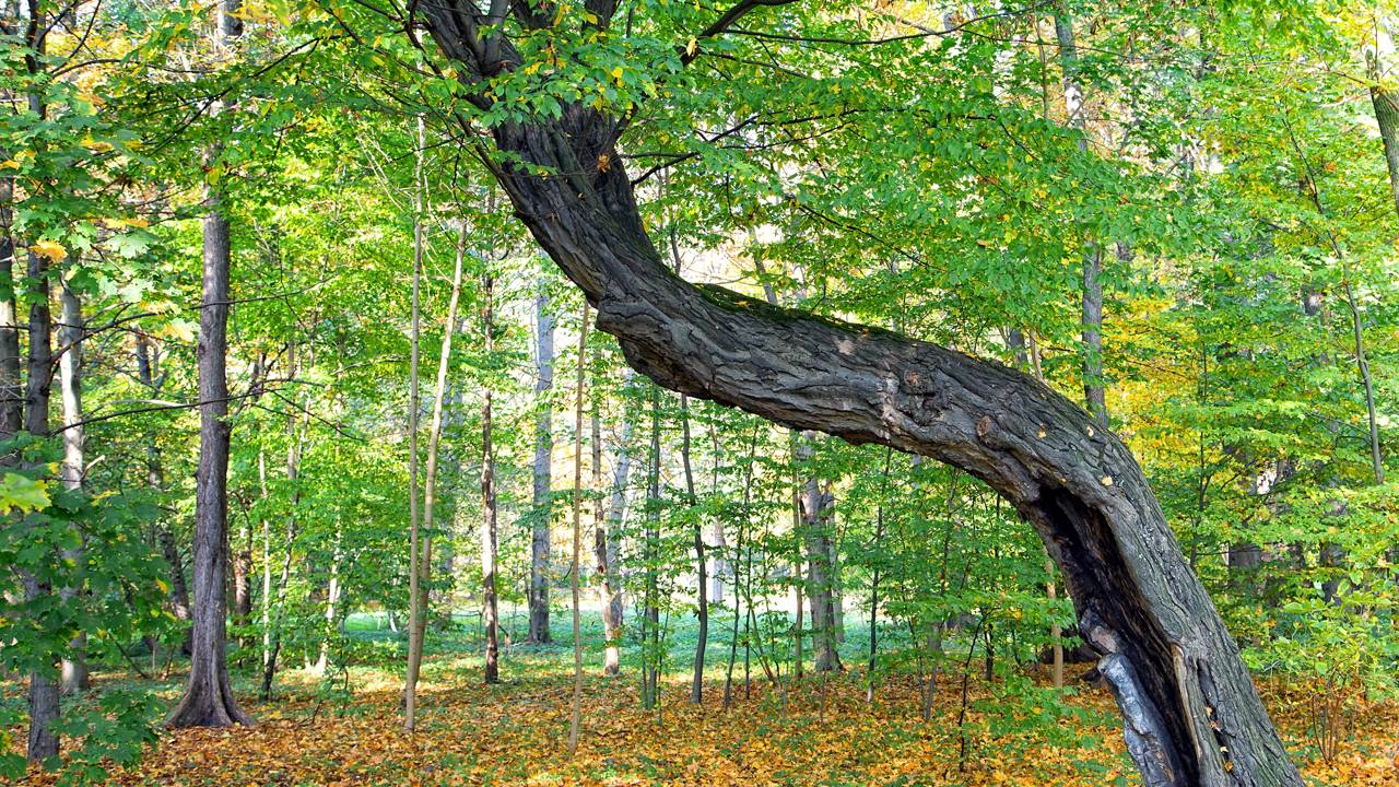 Por que algumas árvores crescem tortas mesmo em terreno plano