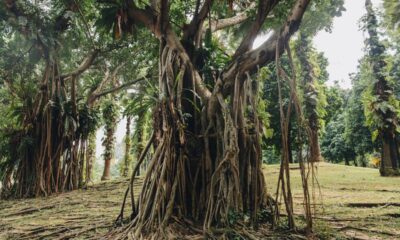 Como as raízes das árvores se comunicam com outras plantas