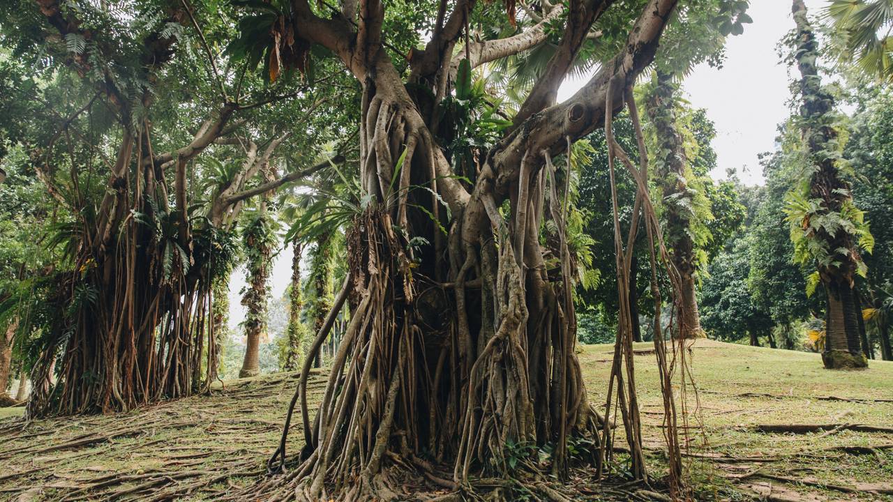 Como as raízes das árvores se comunicam com outras plantas