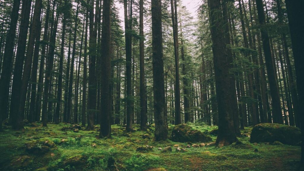Como as raízes das árvores se comunicam com outras plantas
