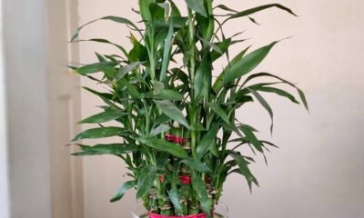 Planta que atrai boas energias quando colocada na entrada de casa