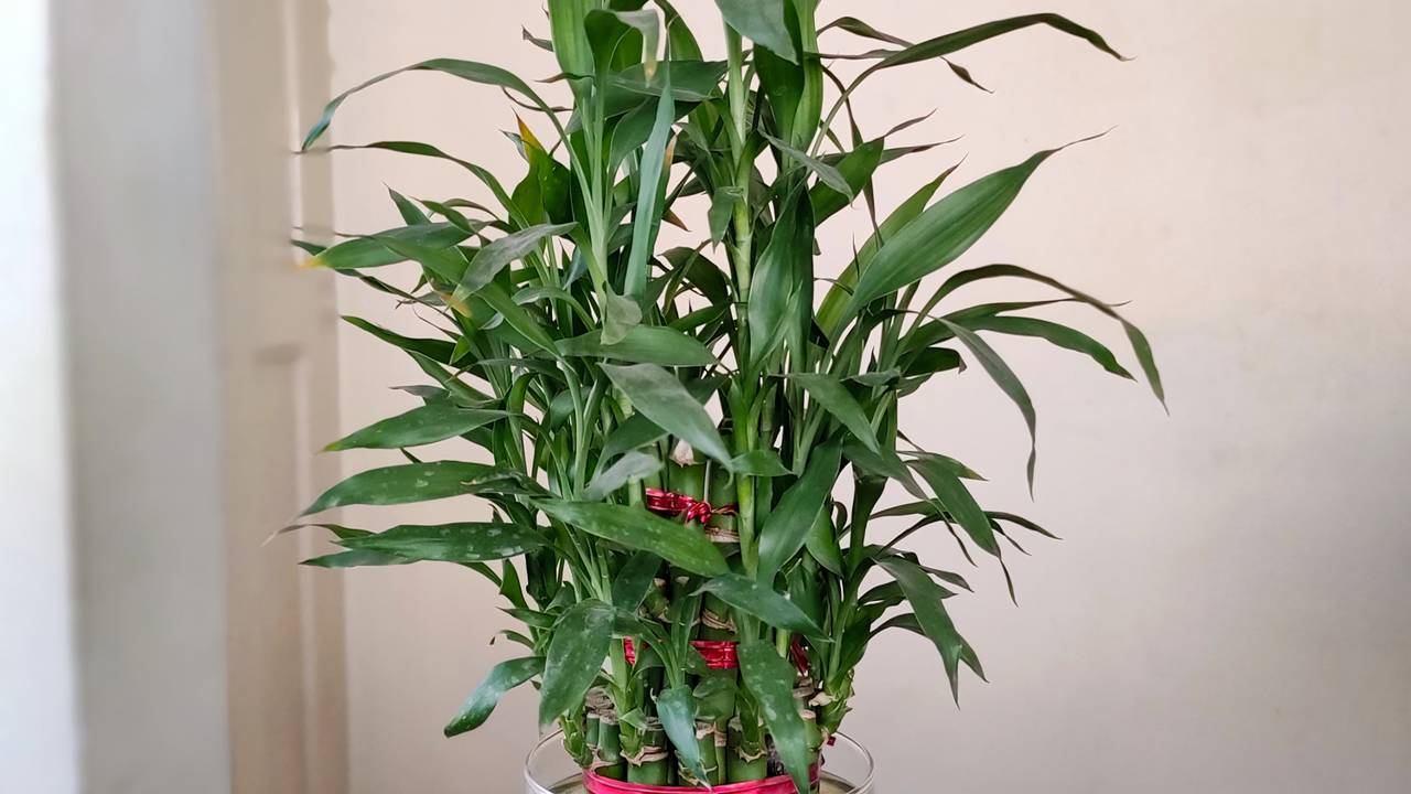 Planta que atrai boas energias quando colocada na entrada de casa