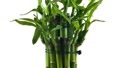 Por que o bambu-da-sorte é símbolo de prosperidade no Oriente