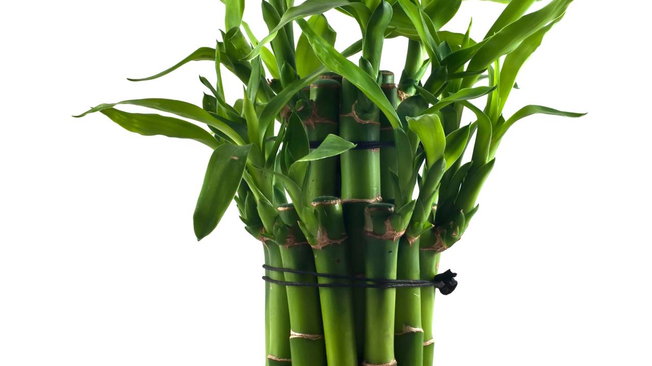 Por que o bambu-da-sorte é símbolo de prosperidade no Oriente