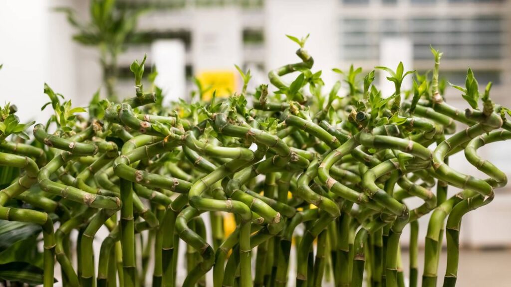 Por que o bambu-da-sorte é símbolo de prosperidade no Oriente