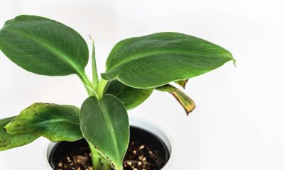 A fruta tropical que dá sombra, decora e ainda alimenta a família