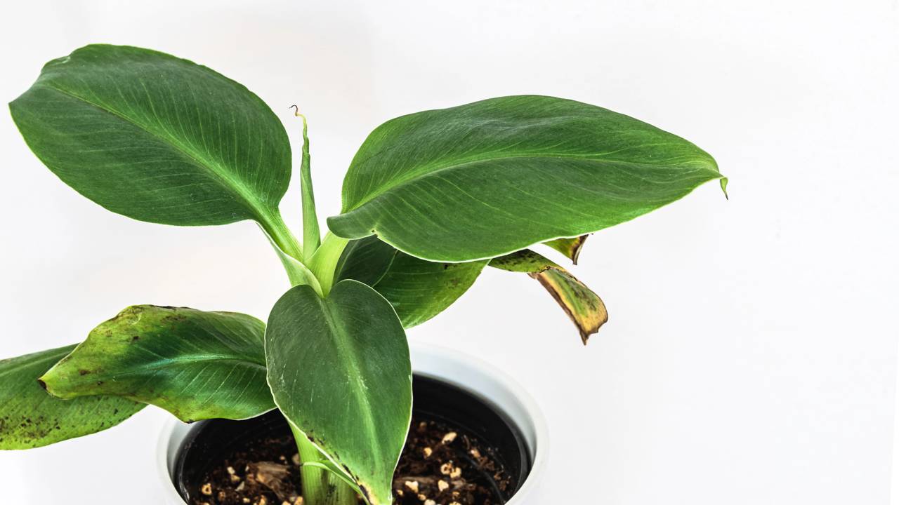 A fruta tropical que dá sombra, decora e ainda alimenta a família