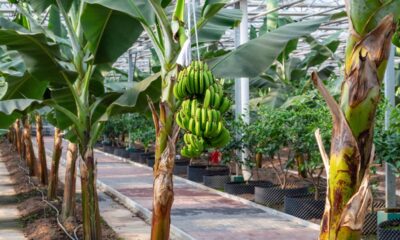 Quanto custa plantar uma bananeira e em quanto tempo você colhe as primeiras bananas
