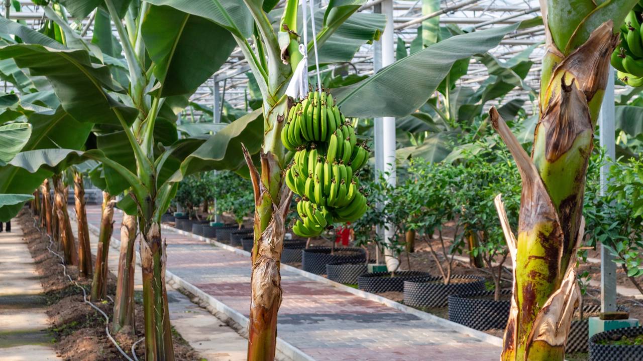 Quanto custa plantar uma bananeira e em quanto tempo você colhe as primeiras bananas