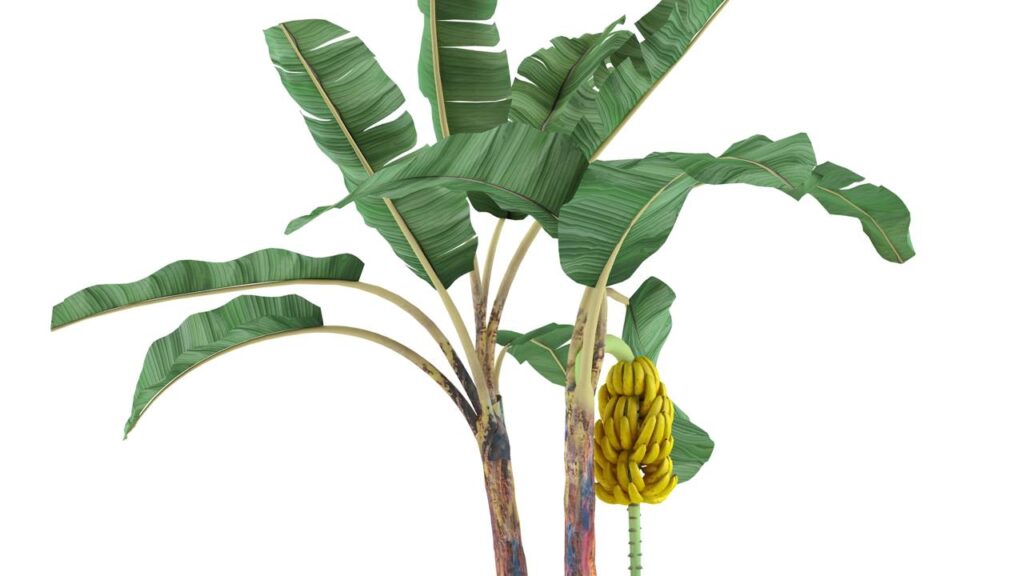 Quanto custa plantar uma bananeira e em quanto tempo você colhe as primeiras bananas