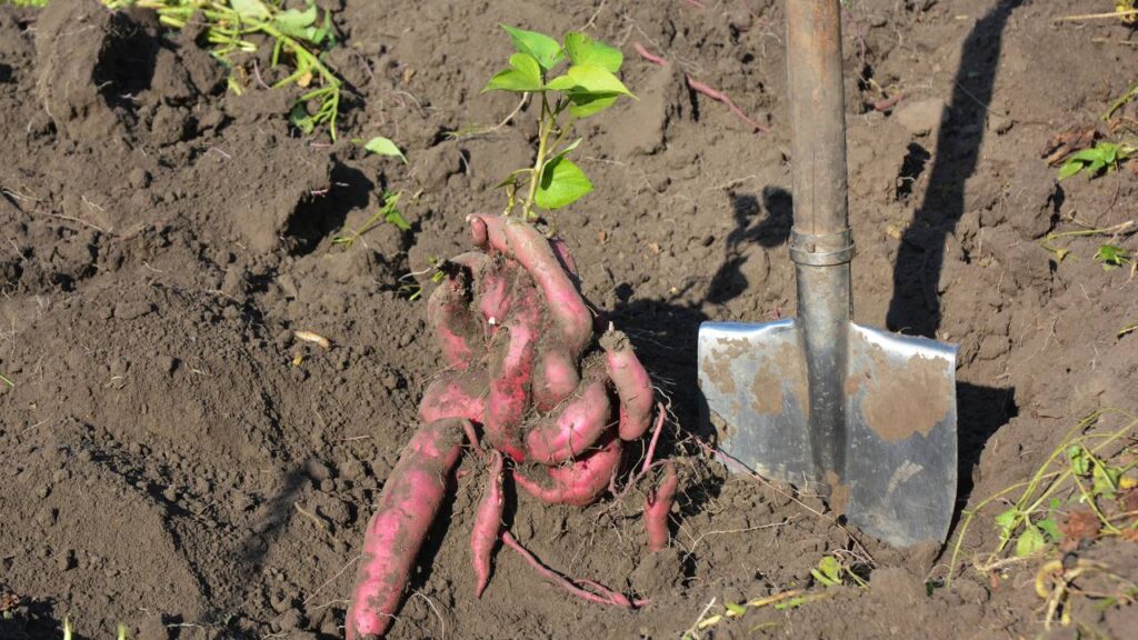 Uma raiz simples pode virar um cultivo cheio de vantagens em casa