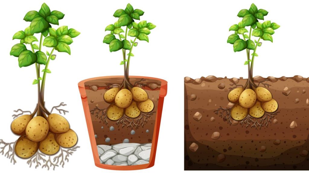Como plantar batata em balde e colher em 90 dias