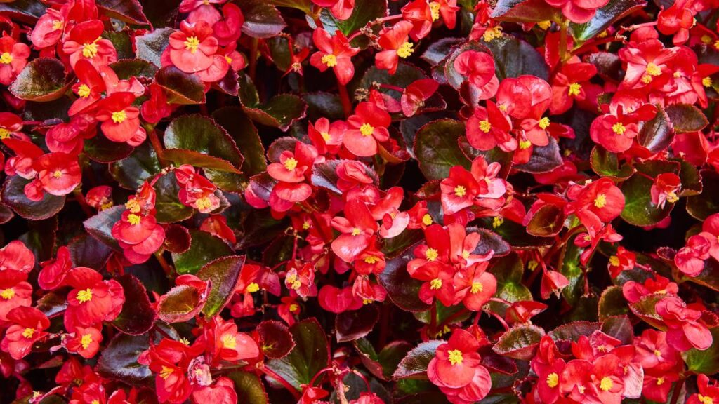 Flores fáceis de cuidar para plantar em novembro e ter um Natal colorido e vibrante