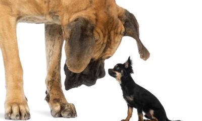 Qual o aumentativo de "cão" e por que ele quase ninguém usa?