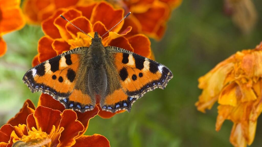 Plantas que afastam pragas do jardim e ainda atraem polinizadores