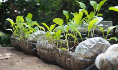 Utilizando até mesmo garrafas PET, você pode fazer uma pequena horta em casa - Créditos: depositphotos.com / santipong6519@gmail.com