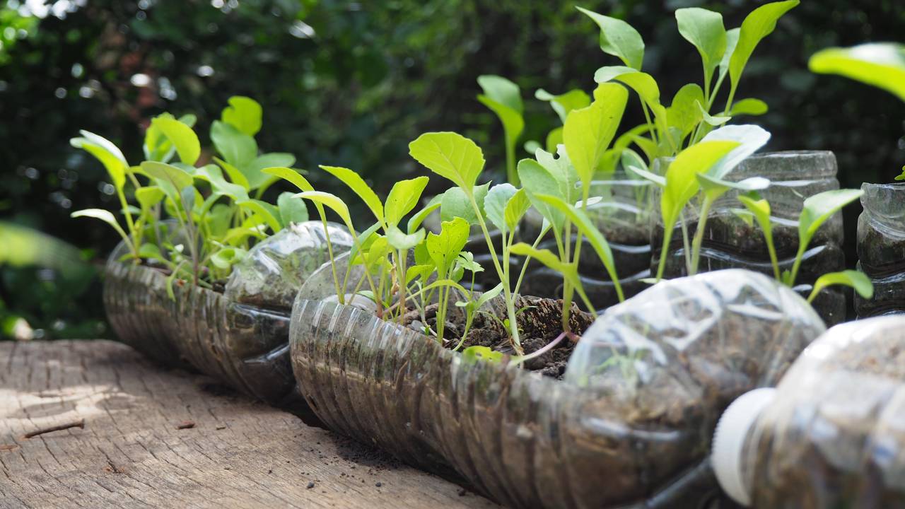 Utilizando até mesmo garrafas PET, você pode fazer uma pequena horta em casa - Créditos: depositphotos.com / santipong6519@gmail.com