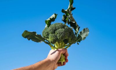 O legume que ajuda na memória e pode estar na sua geladeira