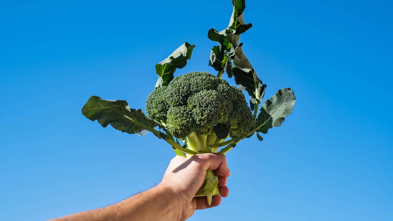 O legume que ajuda na memória e pode estar na sua geladeira