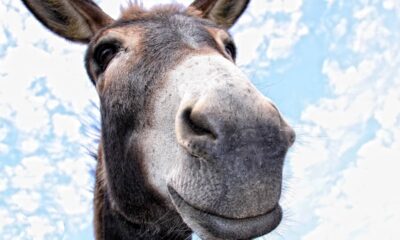 Você sabe qual o coletivo de "burros"?