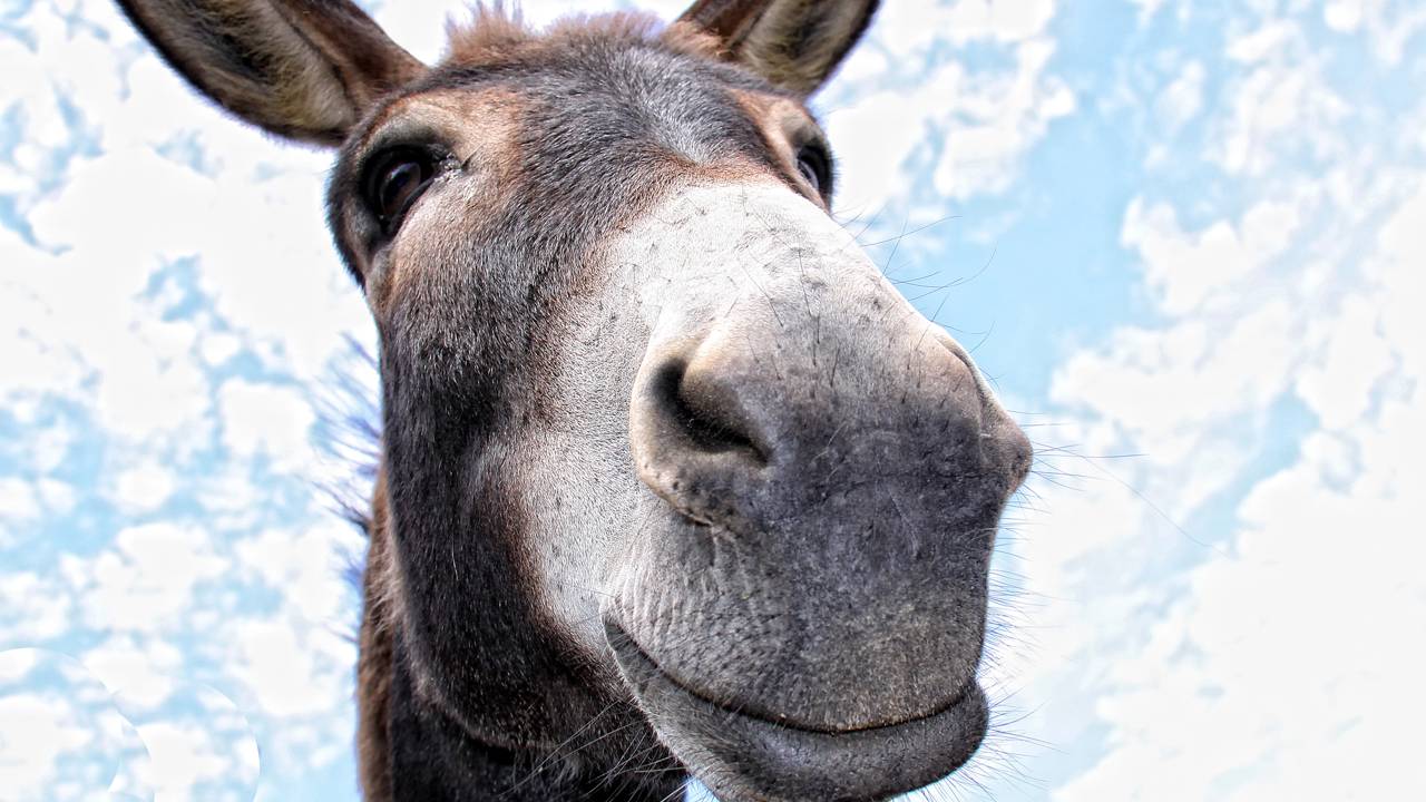 Você sabe qual o coletivo de "burros"?