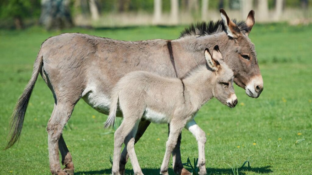 Você sabe qual o coletivo de "burros"?
