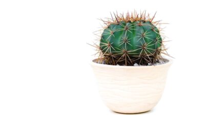 O cacto guarda um simbolismo forte que muita gente só percebe ao ter um em casa