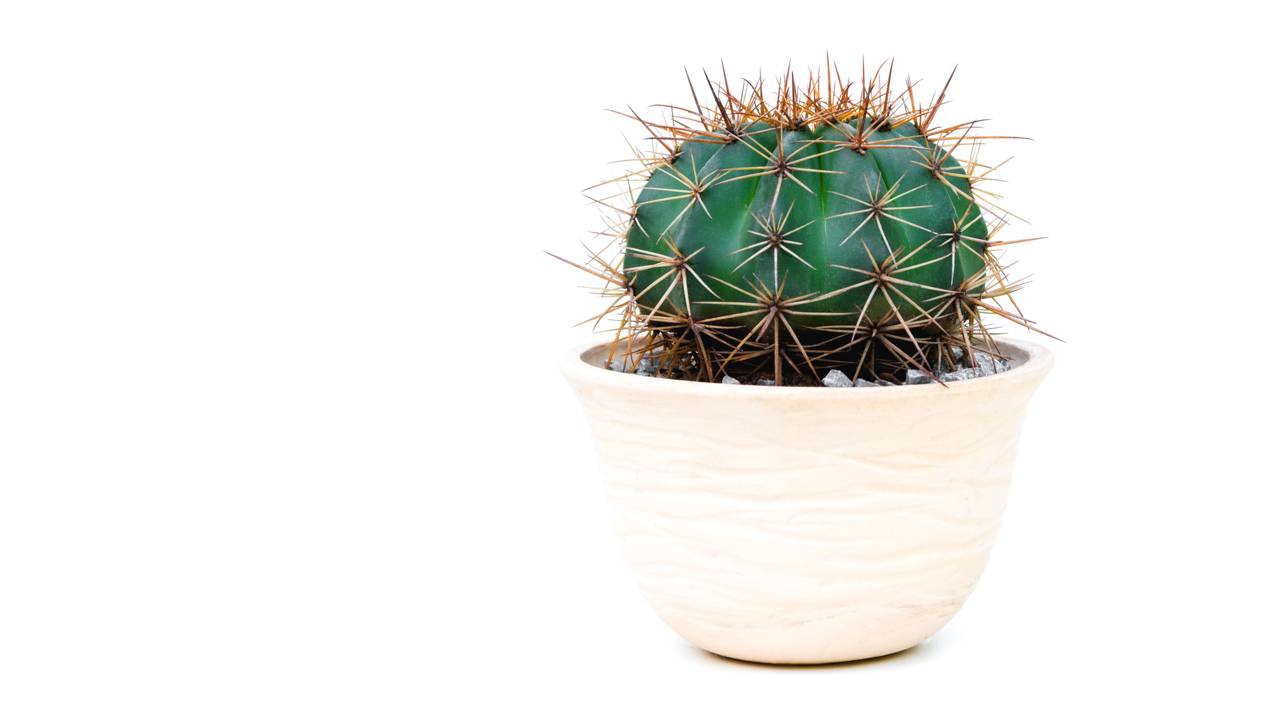 O cacto guarda um simbolismo forte que muita gente só percebe ao ter um em casa
