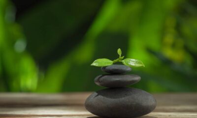 Planta que traz calma e harmonia para quem vive sob estresse