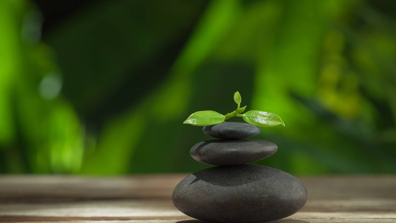 Planta que traz calma e harmonia para quem vive sob estresse