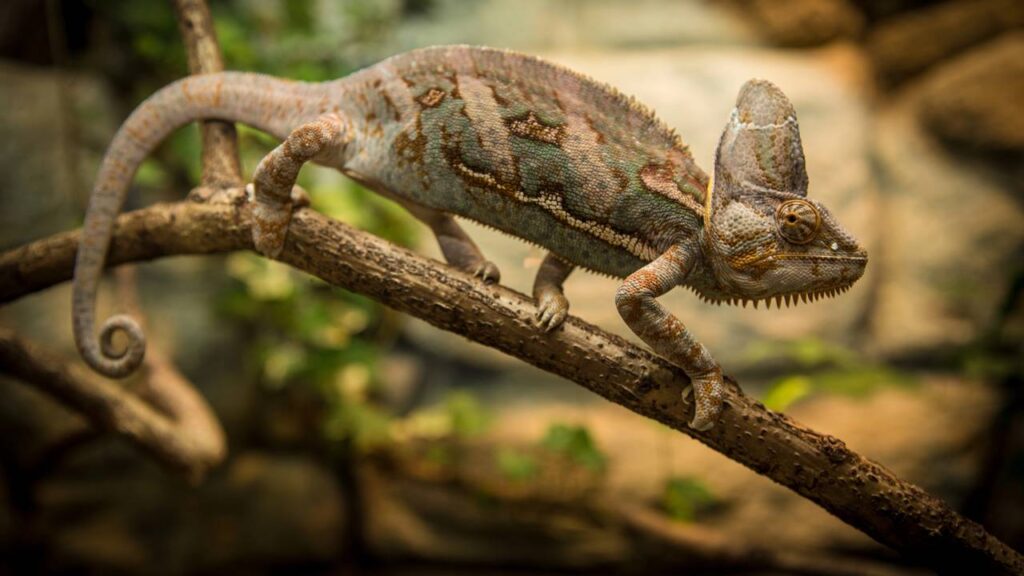 Há um animal silencioso que some no meio da floresta como se virasse parte dela