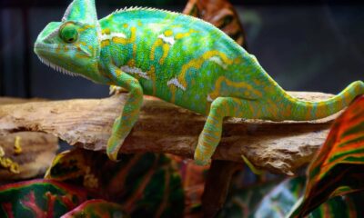 Há um animal silencioso que some no meio da floresta como se virasse parte dela