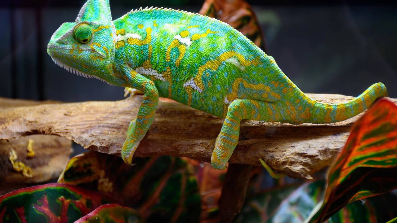 Há um animal silencioso que some no meio da floresta como se virasse parte dela