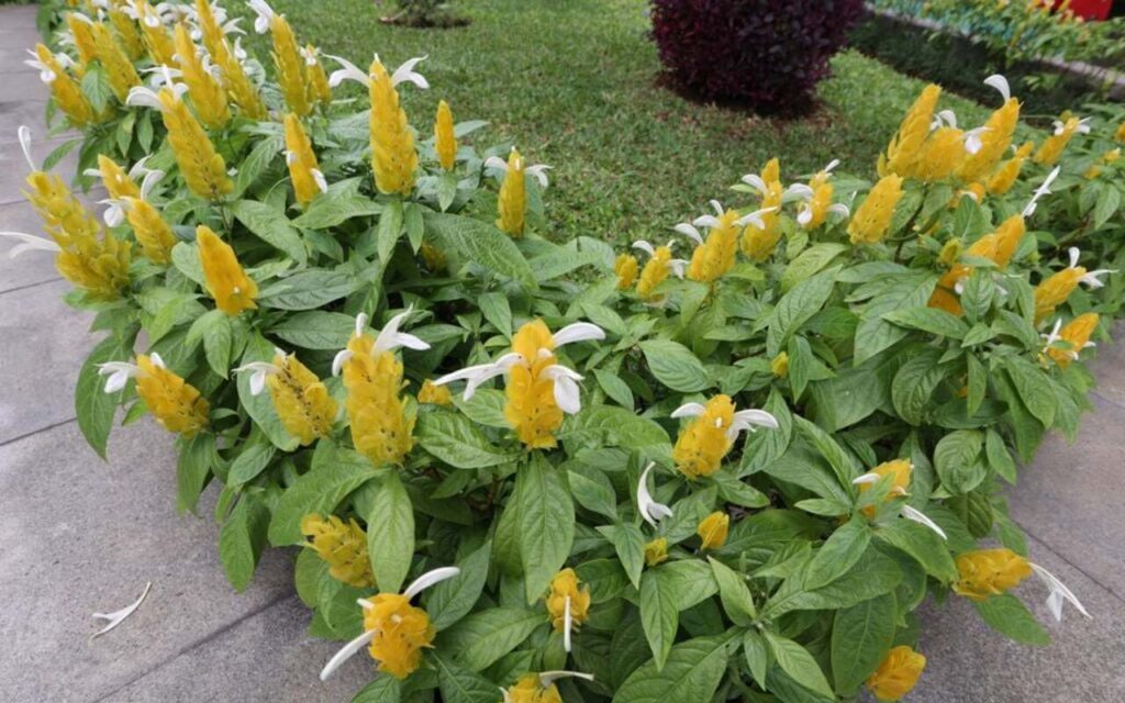 Essa planta atrai pássaros e está conquistando quintais e despertando paixão entre jardineiros