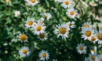A camomila afasta insetos e ainda deixa o ambiente com uma sensação de paz