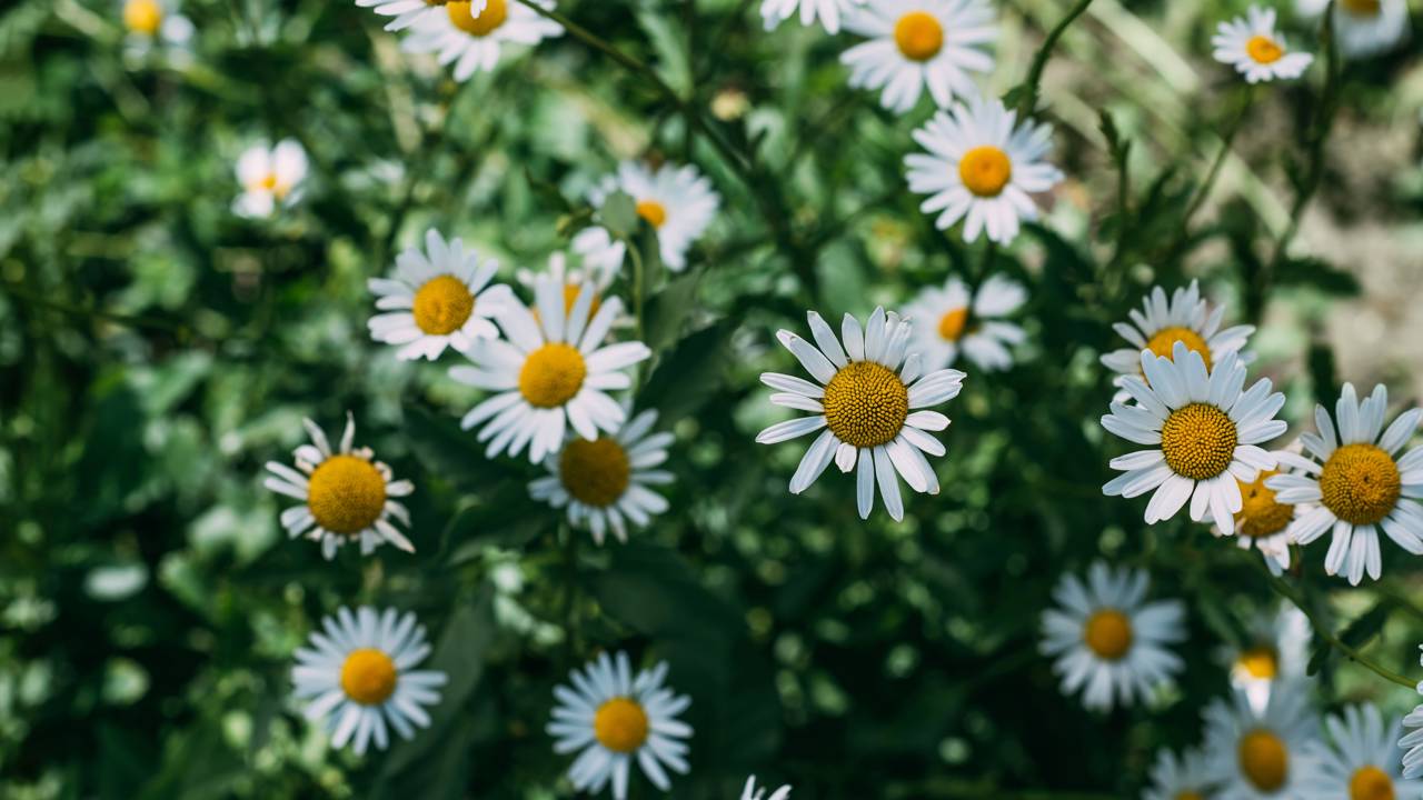 A camomila afasta insetos e ainda deixa o ambiente com uma sensação de paz