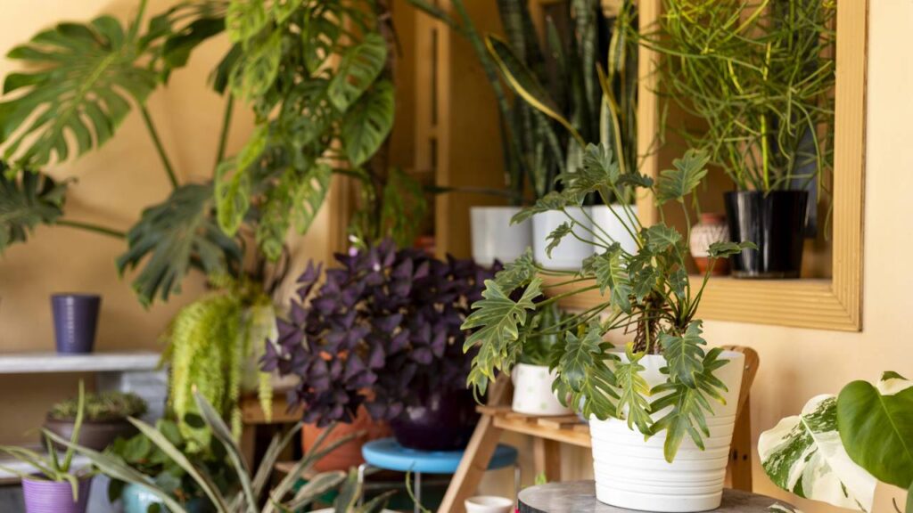 Como criar um cantinho de plantas que exige pouca manutenção